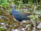 Purple-Swamphen.JPG (230 KB)